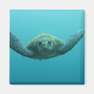 Green Turtle (Chelonia mydas agassisi), Central Magnet