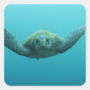 Green Turtle (Chelonia mydas agassisi), Central Square Sticker