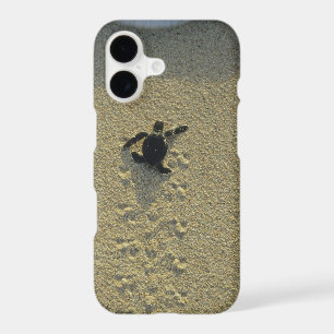 Green Turtle, (Chelonia mydas), hatchling