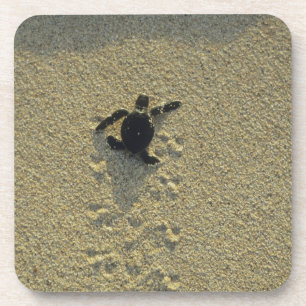 Green Turtle, (Chelonia mydas), hatchling Coaster