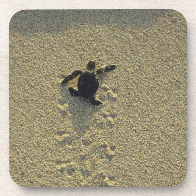 Green Turtle, (Chelonia mydas), hatchling Coaster (Front)