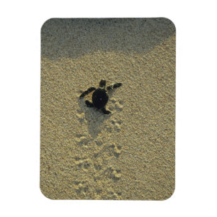 Green Turtle, (Chelonia mydas), hatchling Magnet