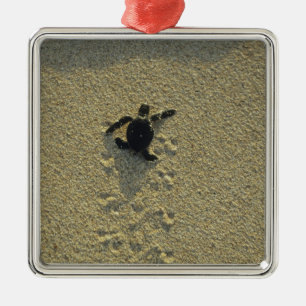 Green Turtle, (Chelonia mydas), hatchling Metal Tree Decoration