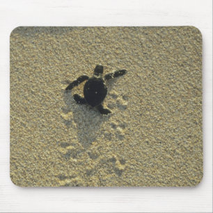 Green Turtle, (Chelonia mydas), hatchling Mouse Mat