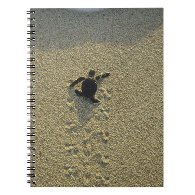 Green Turtle, (Chelonia mydas), hatchling Notebook (Front)