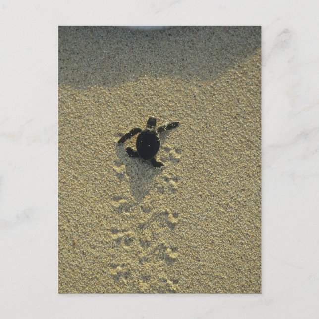 Green Turtle, (Chelonia mydas), hatchling Postcard (Front)