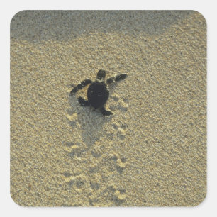 Green Turtle, (Chelonia mydas), hatchling Square Sticker
