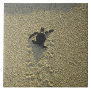 Green Turtle, (Chelonia mydas), hatchling Tile