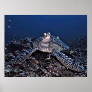 Green Turtle in Regal Pose Poster