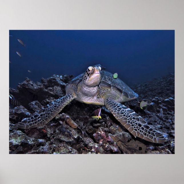 Green Turtle in Regal Pose Poster (Front)