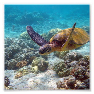 Green Turtle Photo Print