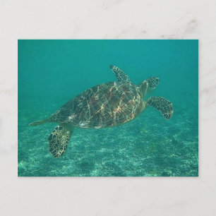 green turtle postcard
