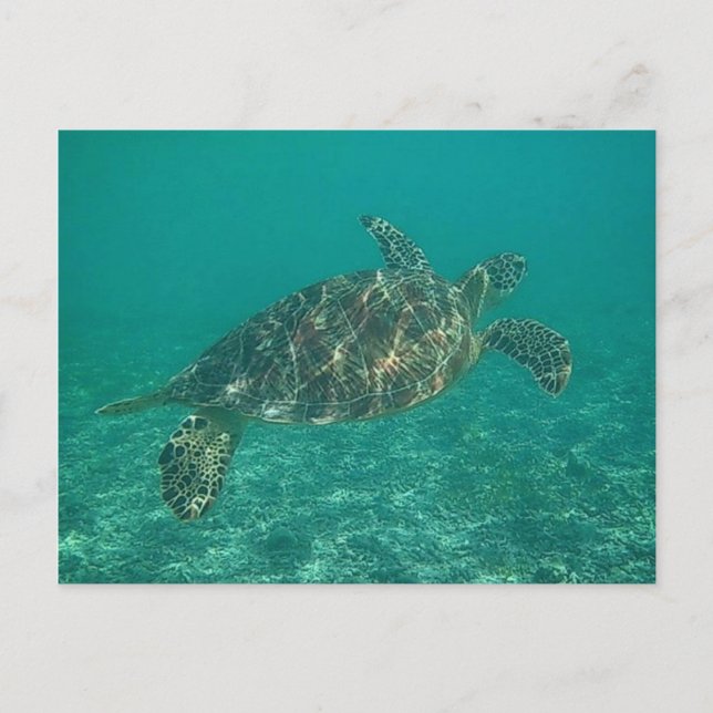 green turtle postcard (Front)