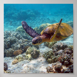 Green Turtle Poster