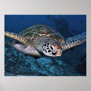Green Turtle Up Close Poster