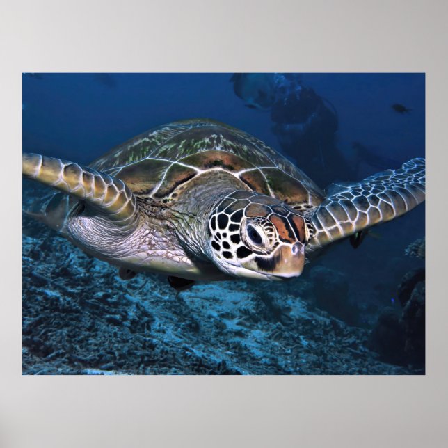 Green Turtle Up Close Poster (Front)