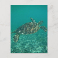 green turtle waters