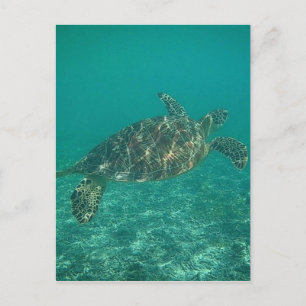 green turtle waters postcard