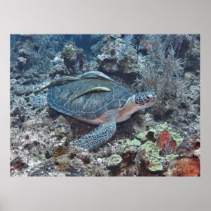 Green Turtle with Hitchhikers Poster