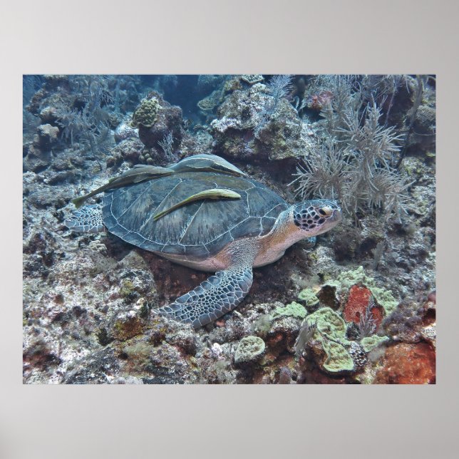 Green Turtle with Hitchhikers Poster (Front)