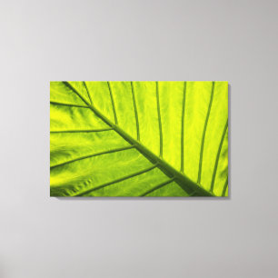Green veined leaves of tropical foliage in canvas print