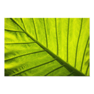 Green veined leaves of tropical foliage in photo print