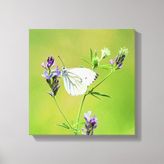 Green Veined White Butterfly Canvas Print (Front)
