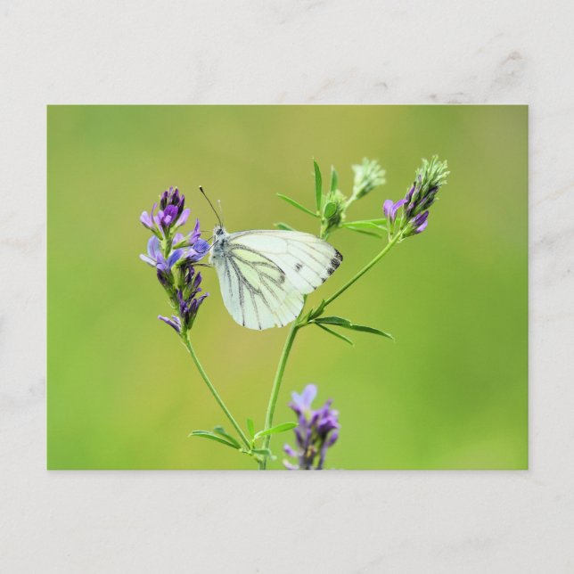 Green Veined White Butterfly Postcard (Front)