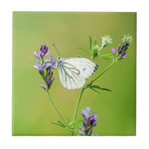 Green Veined White Butterfly Tile