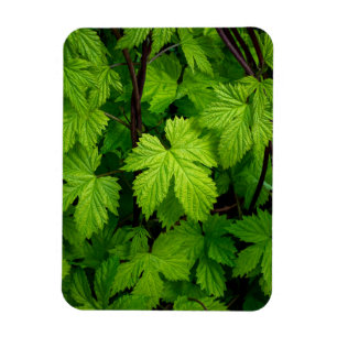 Green vines magnet