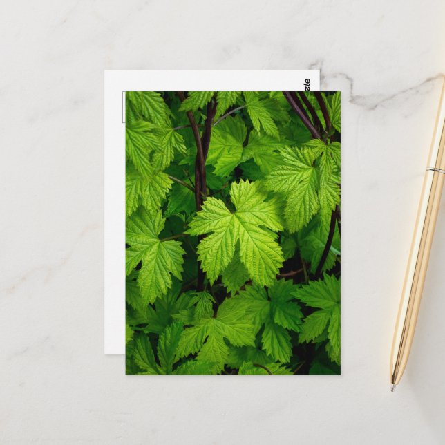 Green vines  postcard (Front/Back In Situ)