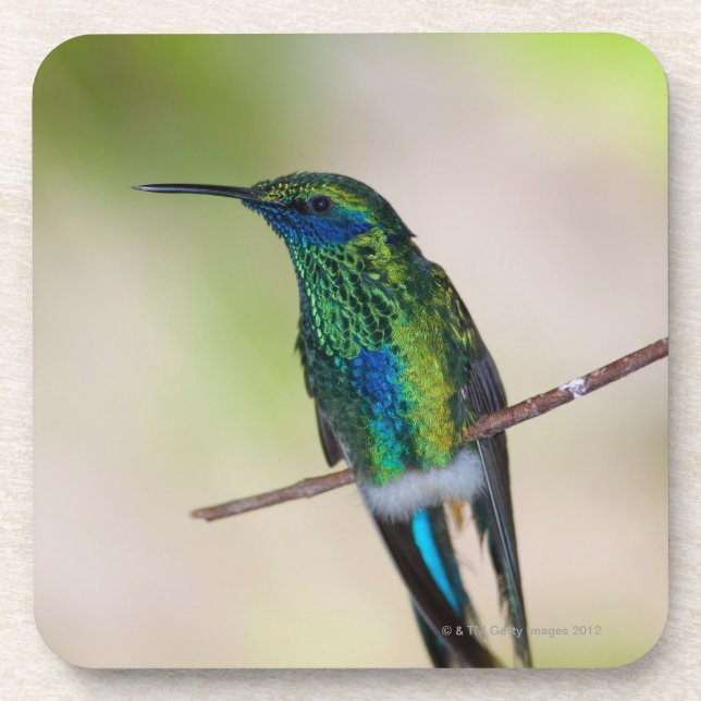 Green Violet-ear Hummingbird Coaster (Front)