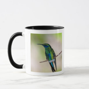 Green Violet-ear Hummingbird Mug