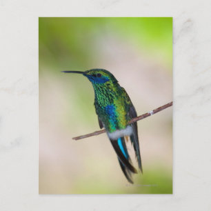 Green Violet-ear Hummingbird Postcard