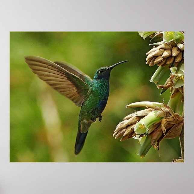 Green Violet-ears Hummingbird Framed Print (Front)