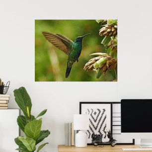 Green Violet-ears Hummingbird Framed Print