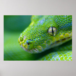 Green Viper Poster
