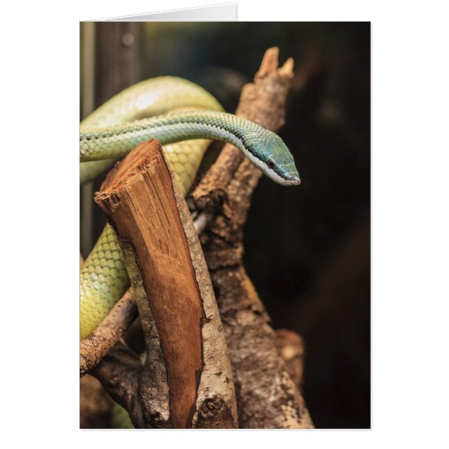 Green White and Yellow Snake (Front)