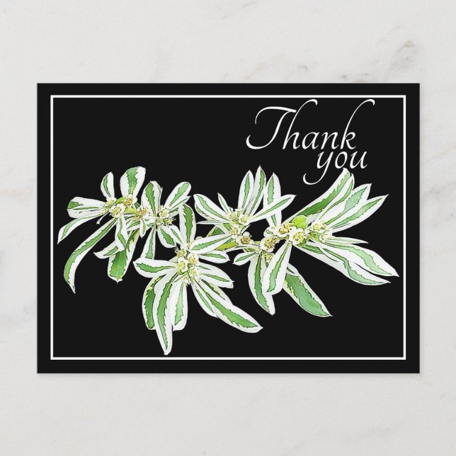 Green & White Leaves Black Background Thank You Postcard (Front)