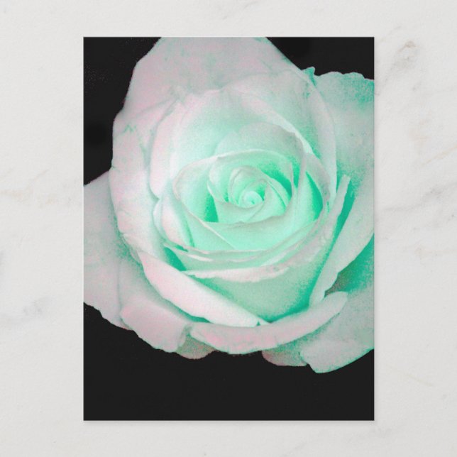 Green & White Rose... Postcard (Front)