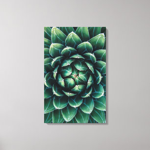Green & White Succulent Canvas Print
