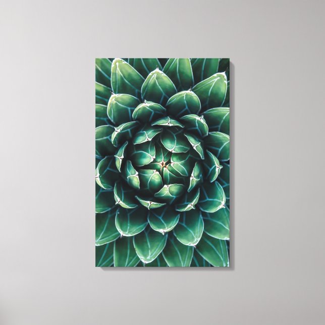 Green & White Succulent Canvas Print (Front)