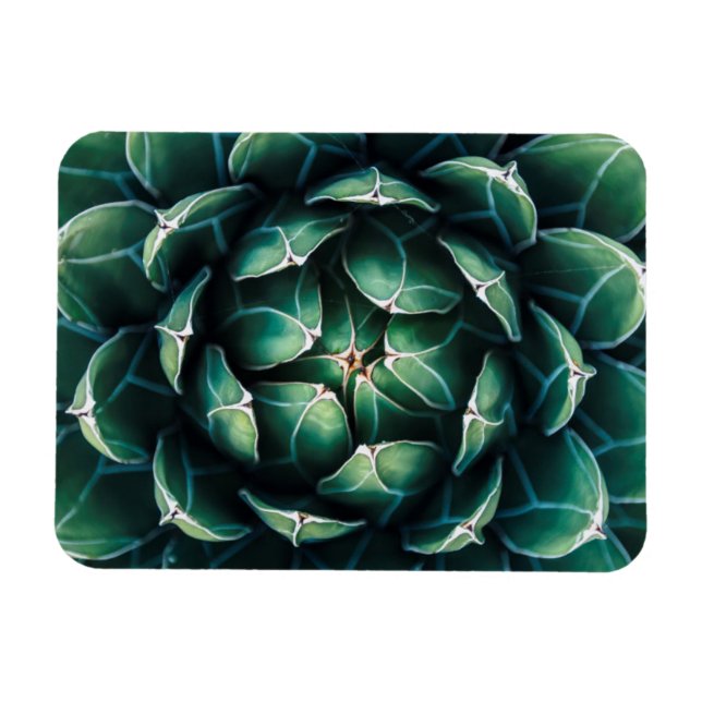 Green & White Succulent Magnet (Horizontal)