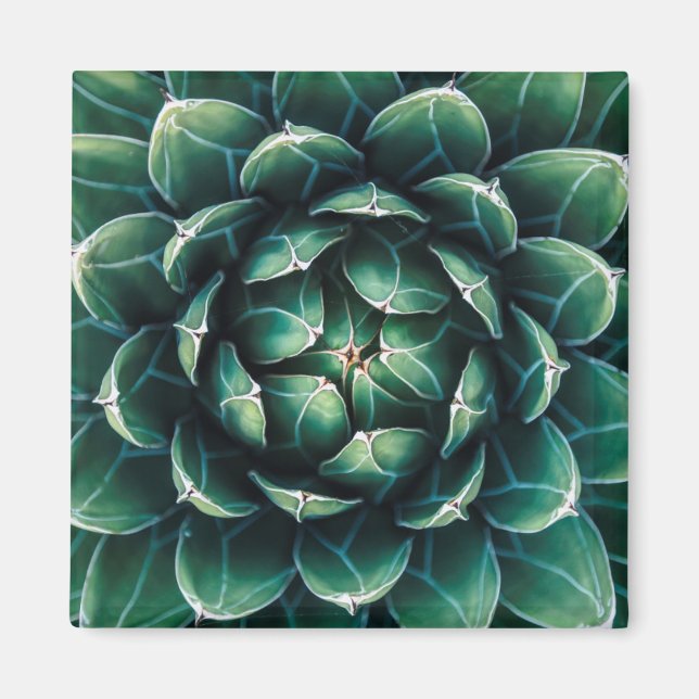 Green & White Succulent Magnet (Front)