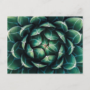 Green & White Succulent Postcard