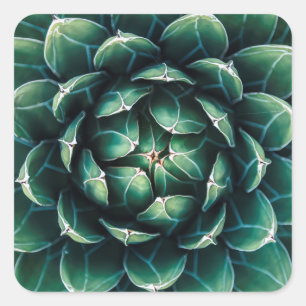 Green & White Succulent Square Sticker