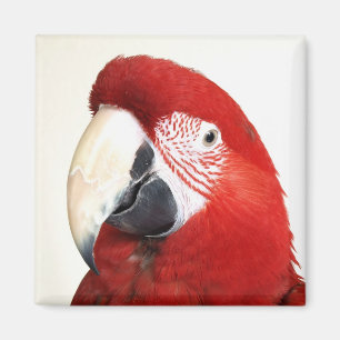 Green Wing Macaw Prinnie Parrot Magnet