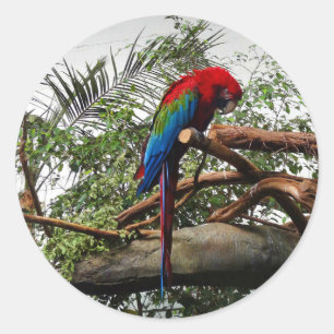Green-winged Macaw #1 Stickers