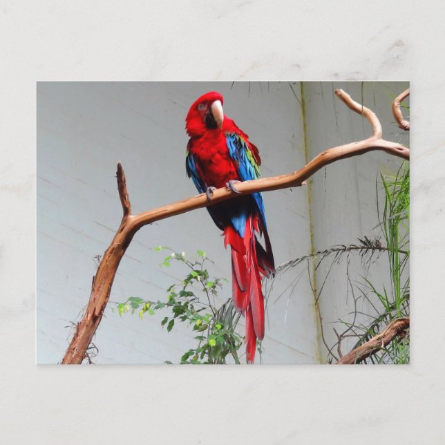 Green-winged Macaw #2 Postcard (Front)