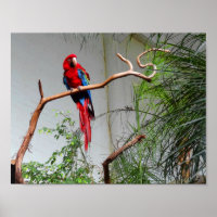 Green-winged Macaw #2 Poster